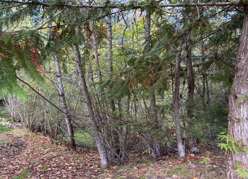 Catherine Creek Neighborhood Stormwater Detention Pond Before
